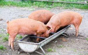 snouts-in-the-trough